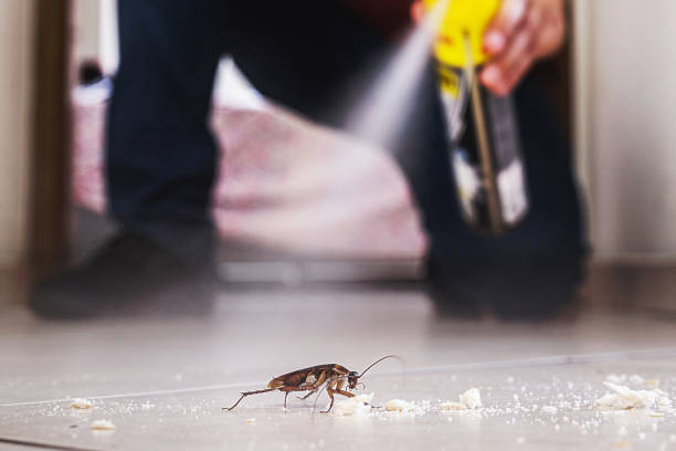 Best Affordable Pest Control Services  in Copperton, UT